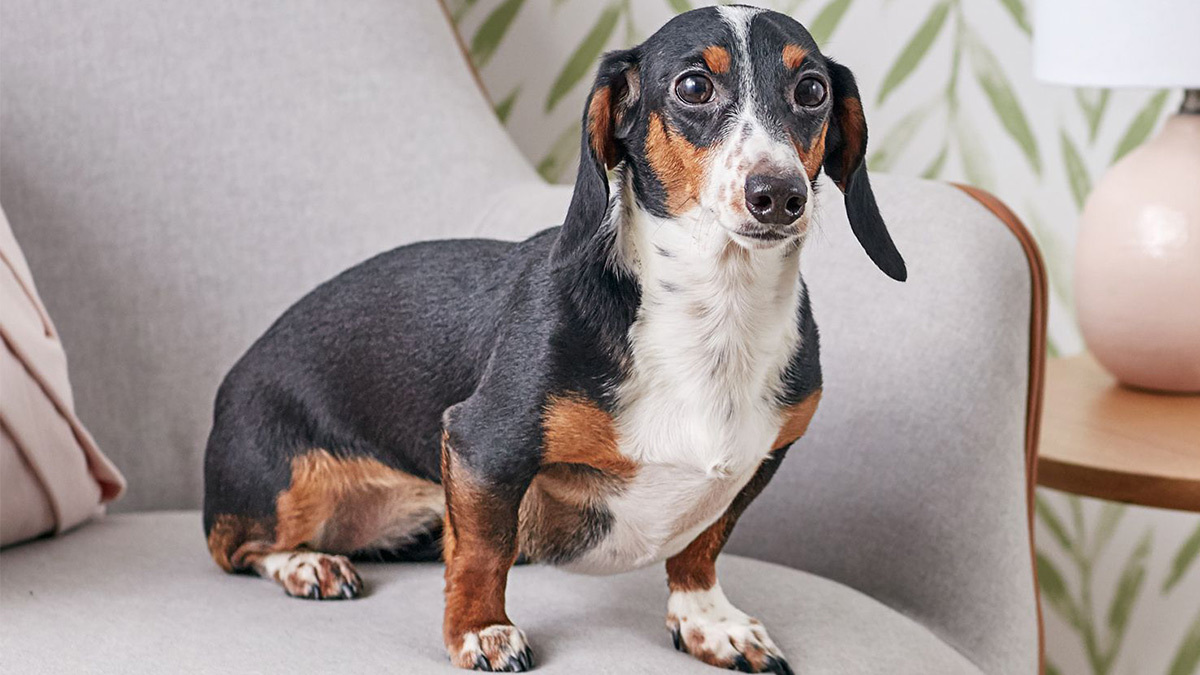 Büyümeyen-Köpek-Cinsleri--Dachshund.jpg