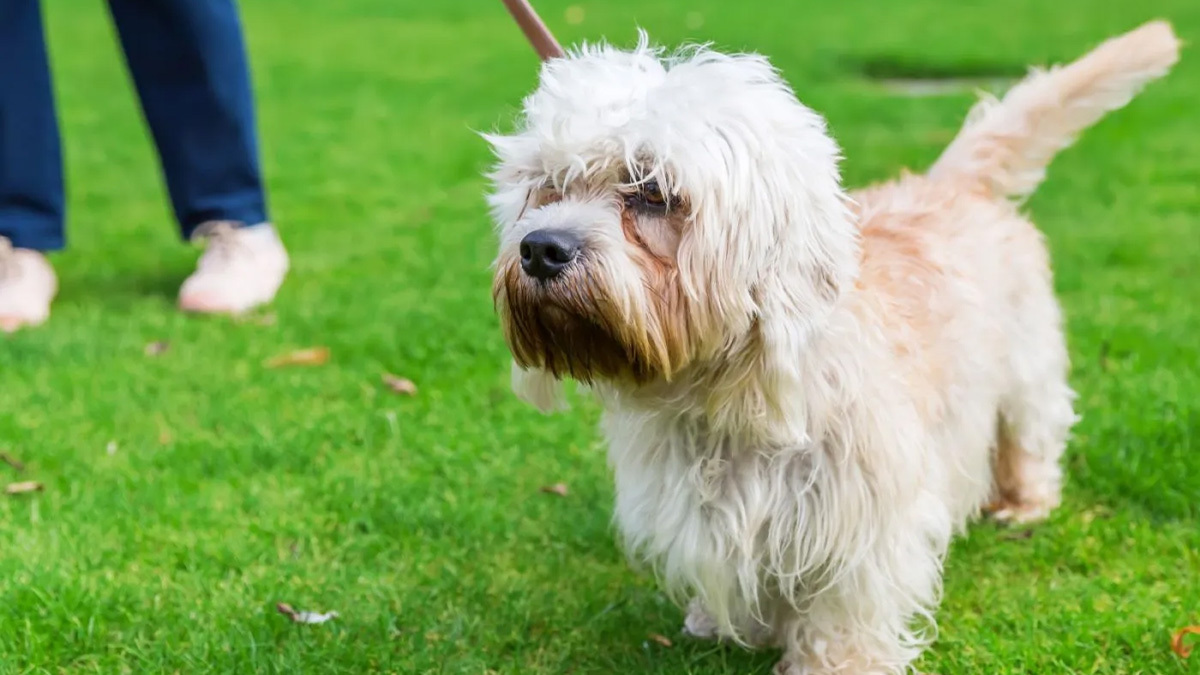 Büyümeyen-Köpek-Cinsleri--Dandie-Dinmont-Terrier.jpg