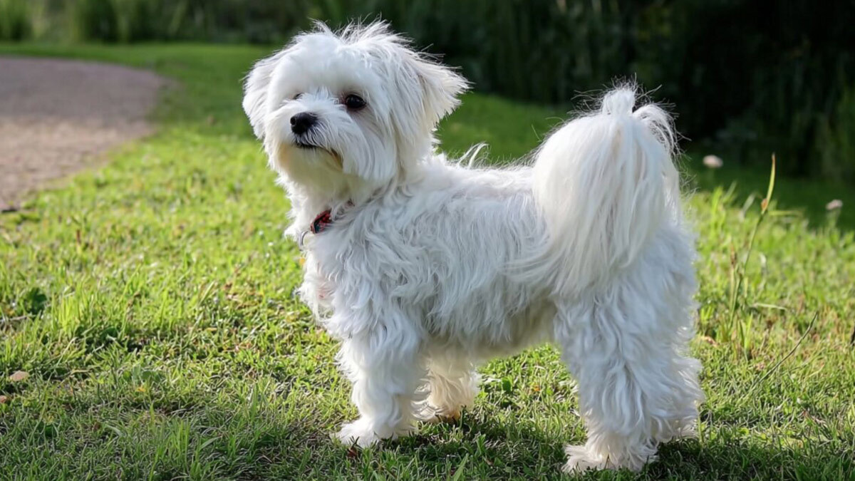 Büyümeyen-Köpek-Cinsleri--Maltese.jpg