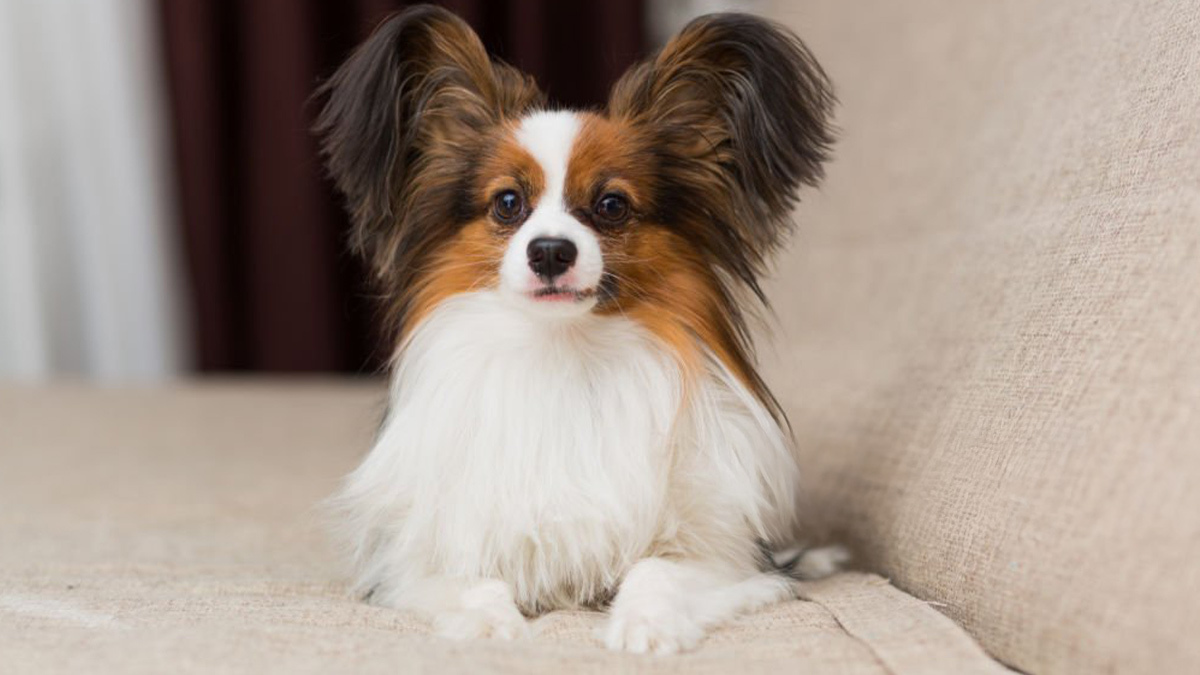 Büyümeyen-Köpek-Cinsleri--Papillon.jpg