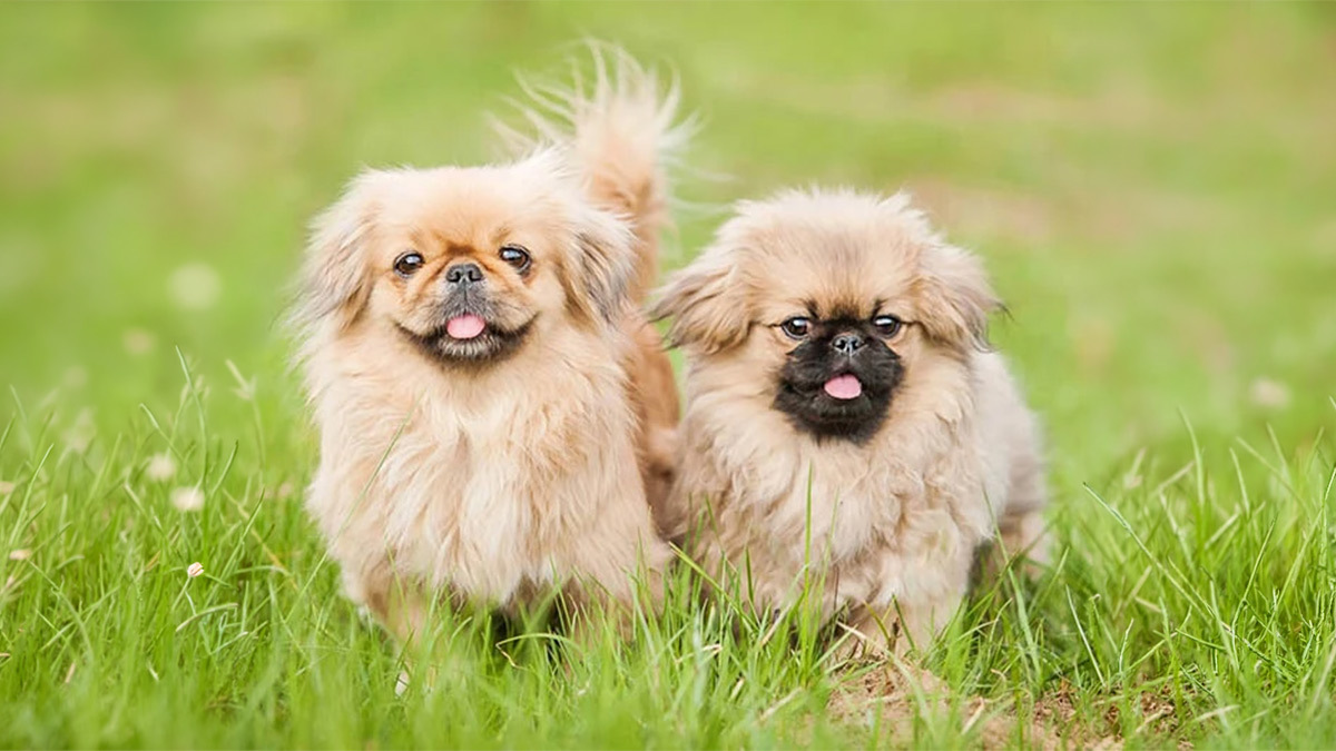 Büyümeyen-Köpek-Cinsleri--Pekingese-jpg.jpg