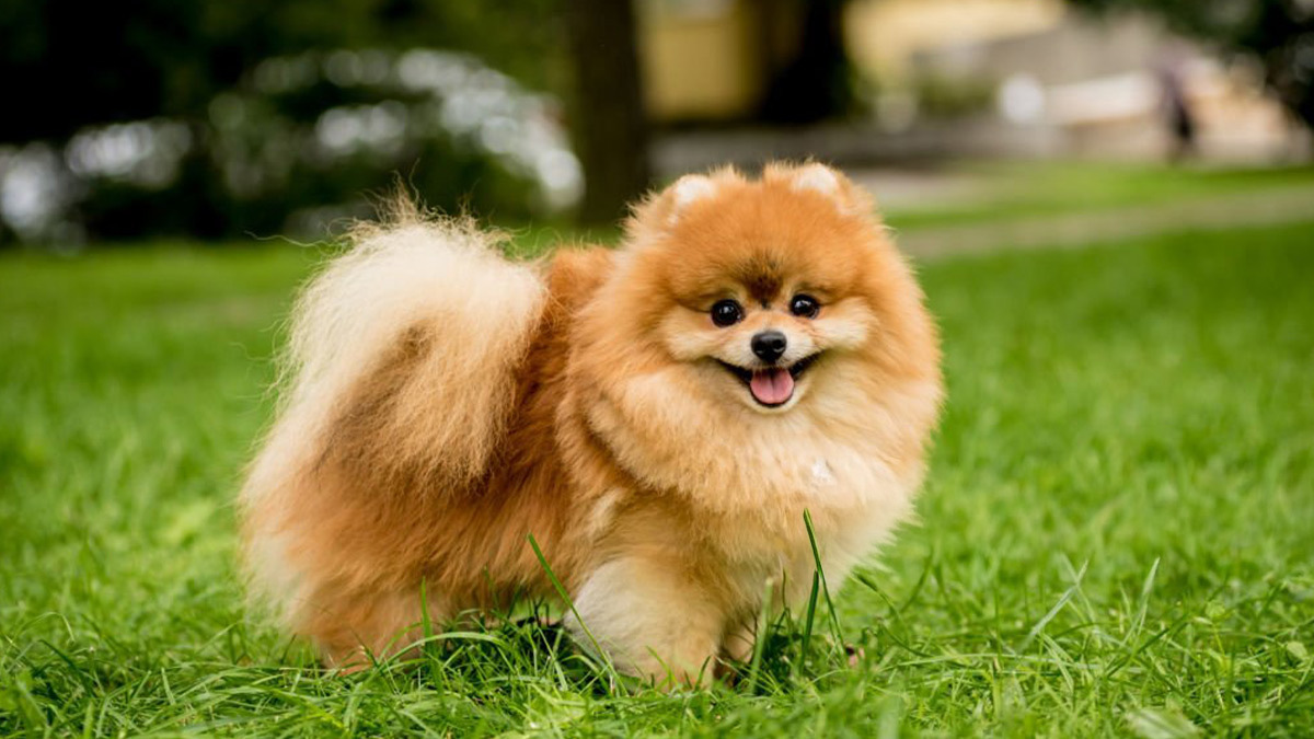 Büyümeyen-Köpek-Cinsleri--Pomeranian.jpg
