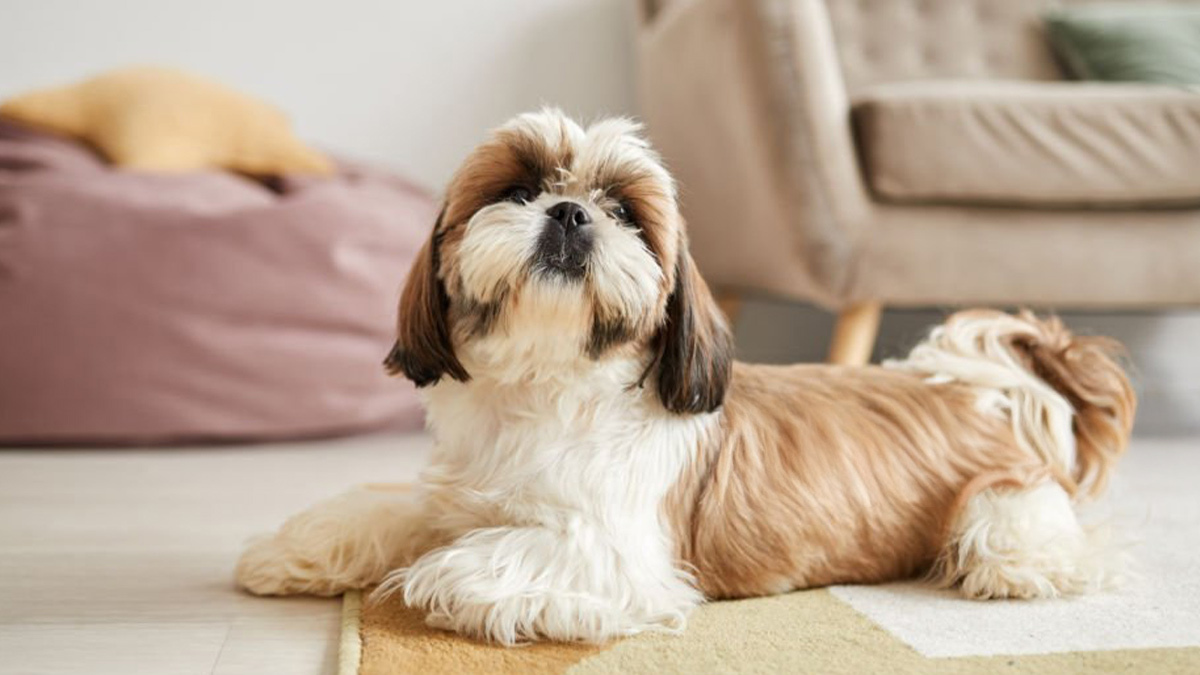 Büyümeyen-Köpek-Cinsleri--Shih-Tzu.jpg