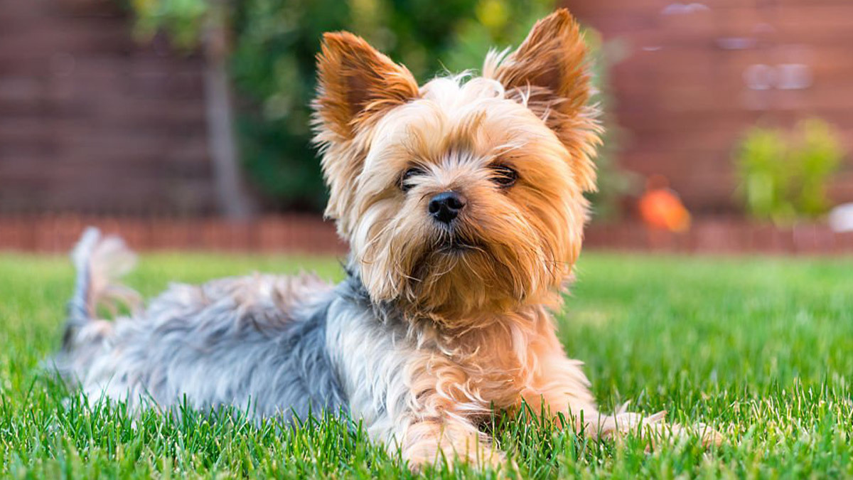 Büyümeyen-Köpek-Cinsleri--Yorkshire-Terrier.jpg