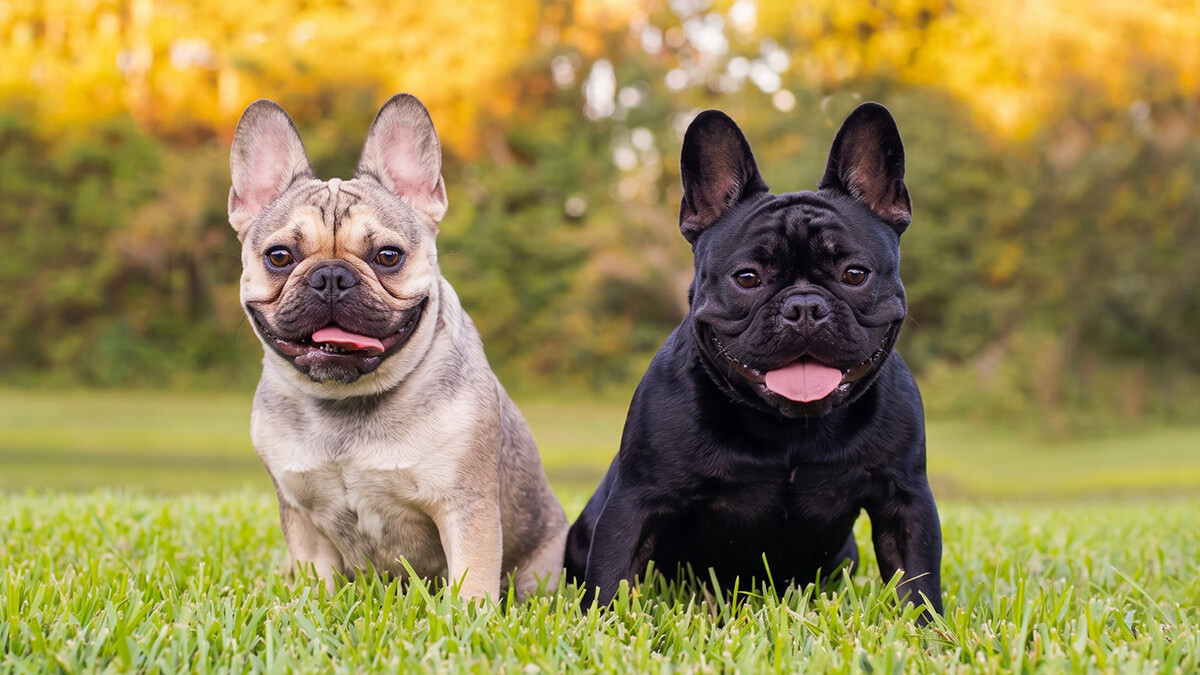 Büyümeyen-Köpek-Cinsleri--french-bulldog.jpg