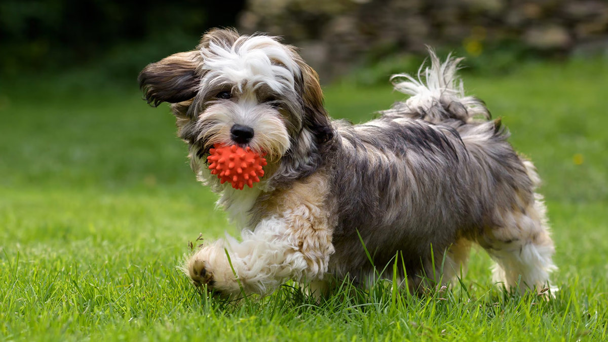 Büyümeyen-Köpek-Cinsleri--havanese.jpg