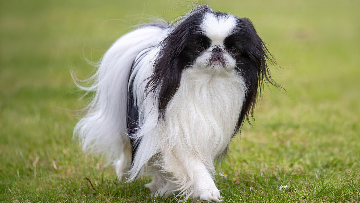 Büyümeyen-Köpek-Cinsleri--japanese-chin.jpg