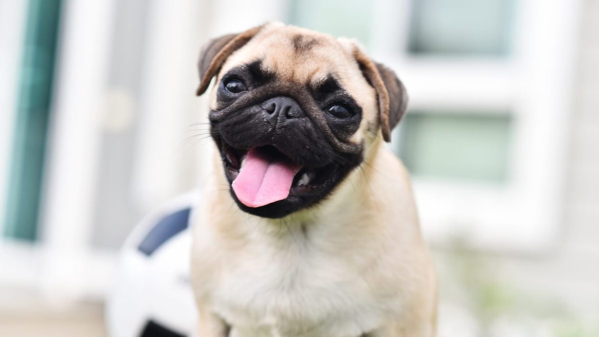 Büyümeyen-Köpek-Cinsleri--pug.jpg