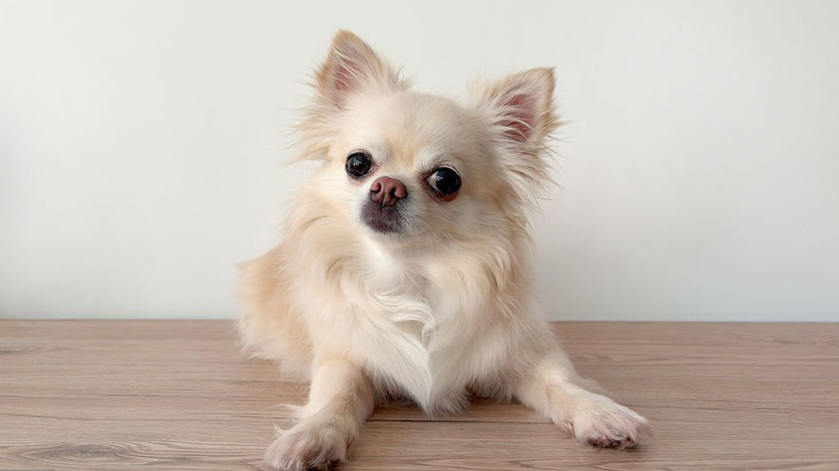 Büyümeyen-Köpek-Cinsleri--Şivava.jpg