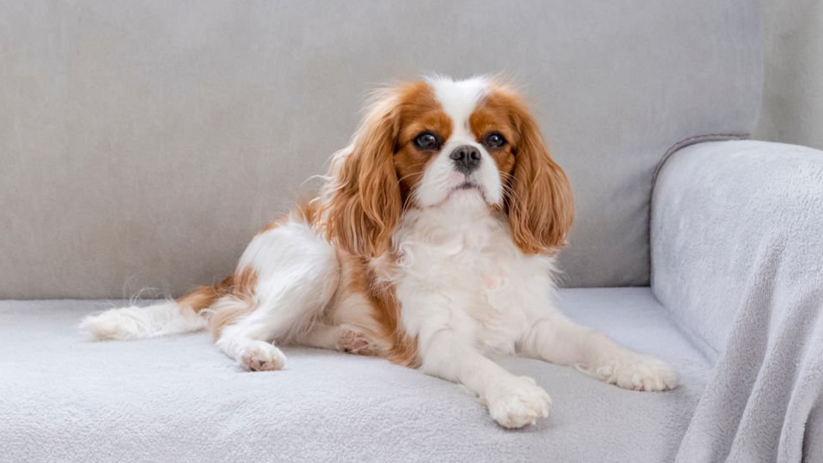 Büyümeyen-Köpek-Cinsleri-Cavalier-King-Charles-Spaniel.jpg