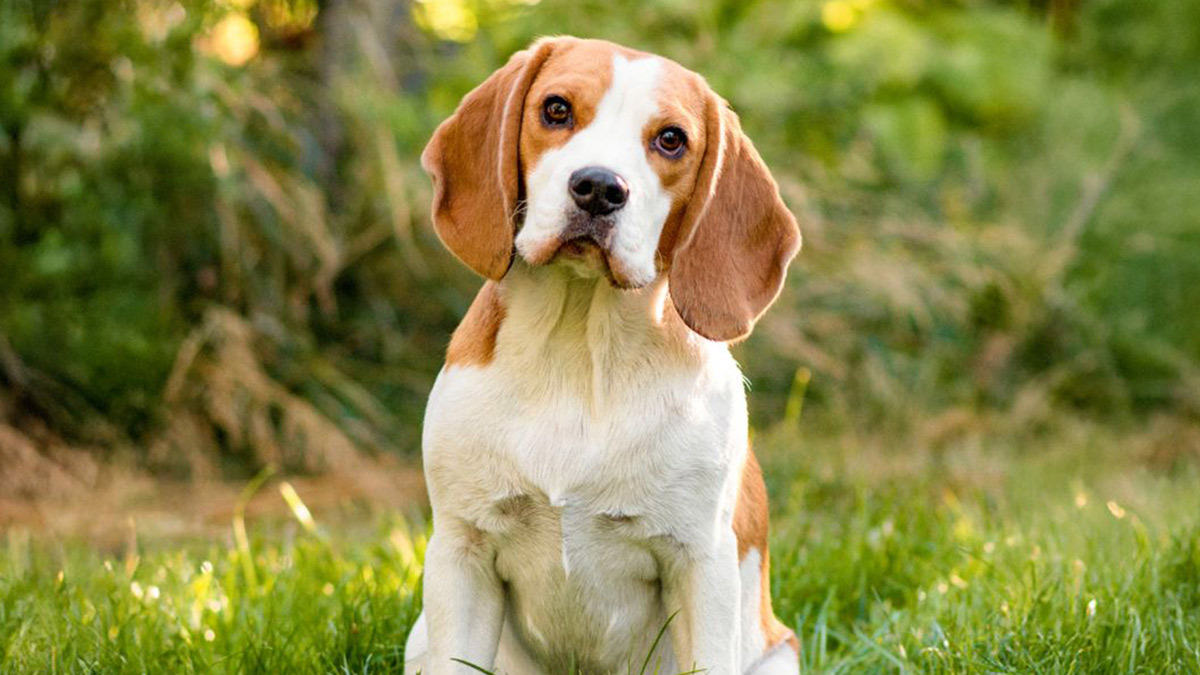 Büyümeyen-Köpek-Cinsleri-beagle.jpg