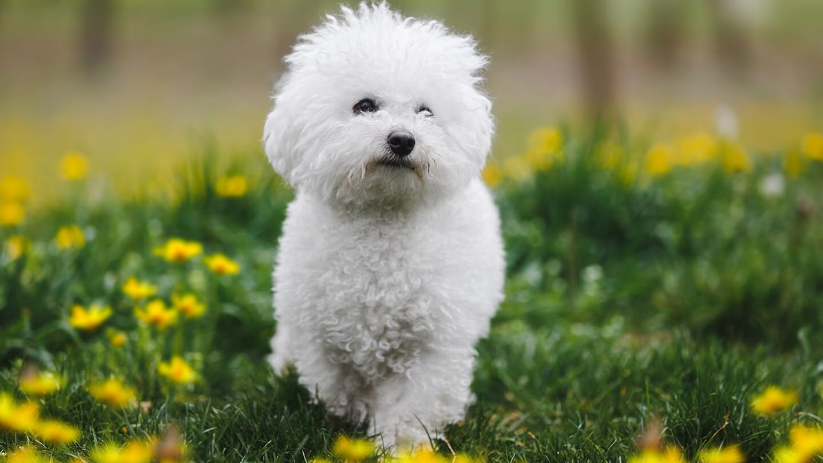 Büyümeyen-Köpek-Cinsleri-bichon-frise-dog.jpg