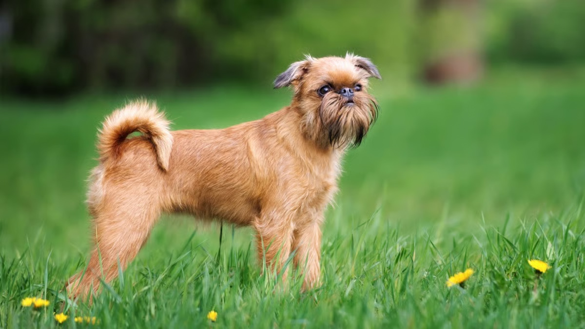 Büyümeyen-Köpek-Cinsleri-brüksel-griffon.jpg