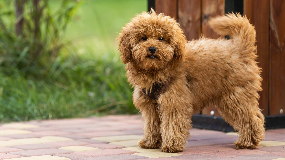 Büyümeyen-Köpek-Cinsleri-maltipoo.jpg