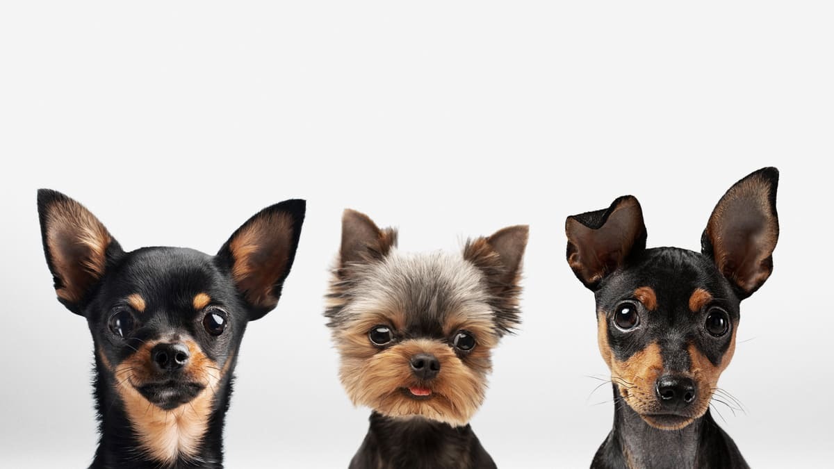 küçük ırk köpekler