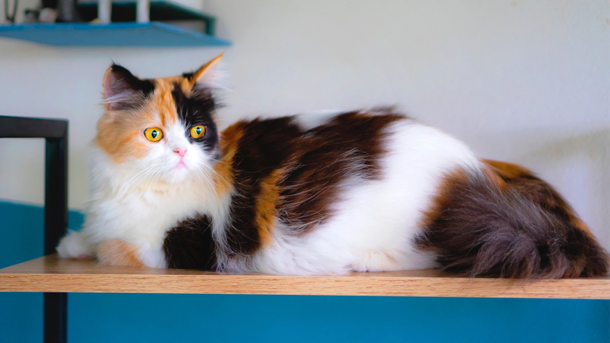 Calico-Kedisi-Bakımı-ve-Özellikleri3.jpg
