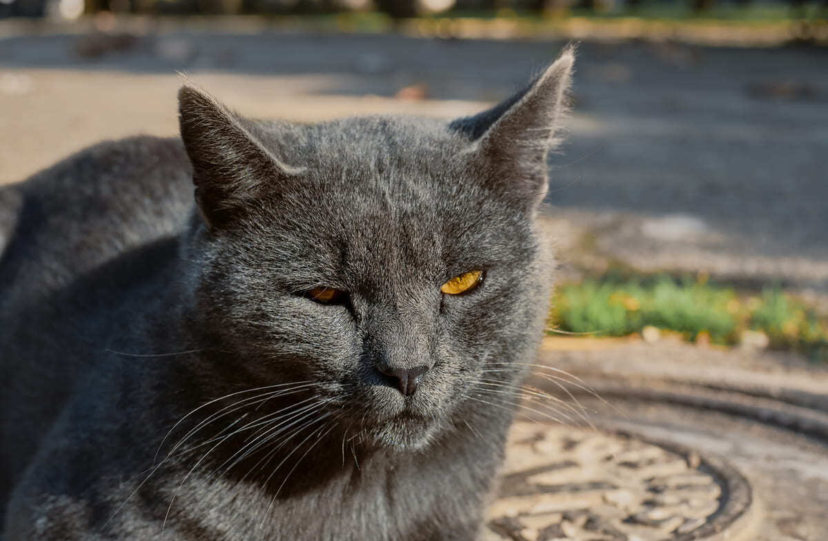 Chartreux kedisi