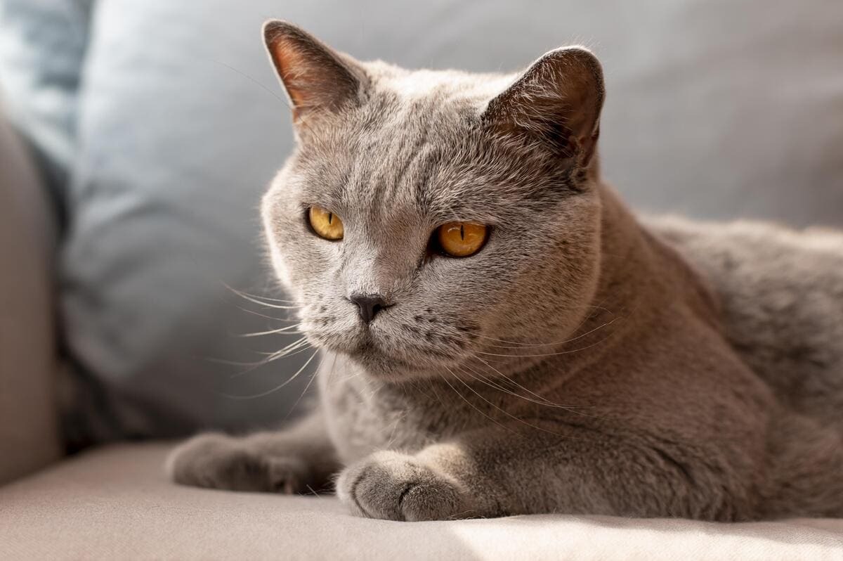 Koltukta oturan Chartreux