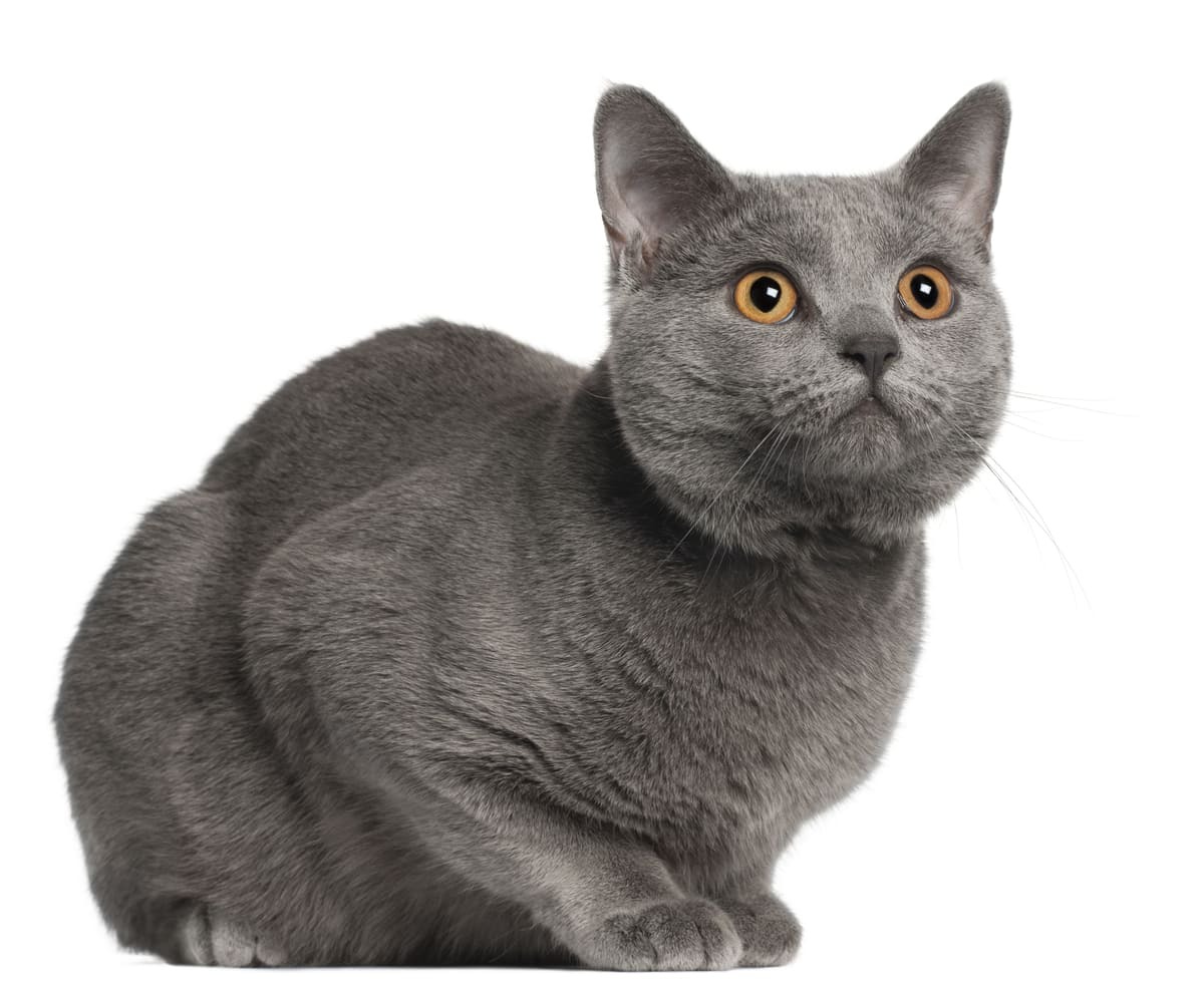 yukarıya doğru bakan Chartreux kedisi