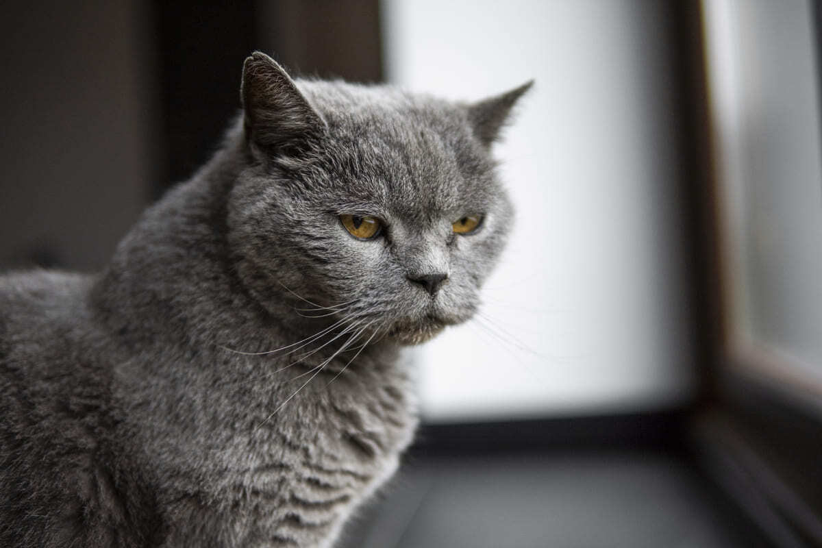 Chartreux Kedisi