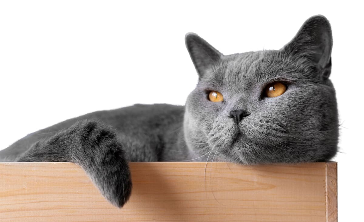 kutuda oturan Chartreux
