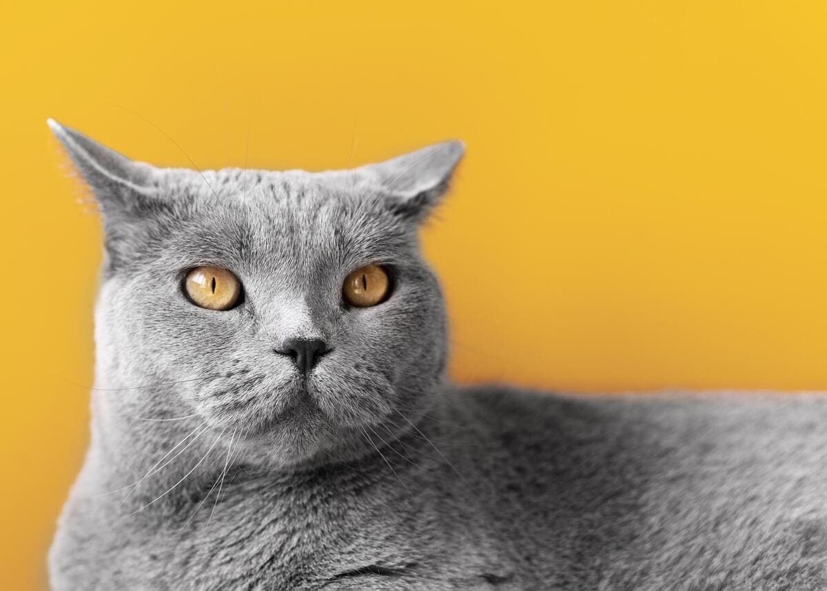 etrafını izleyen Chartreux kedisi