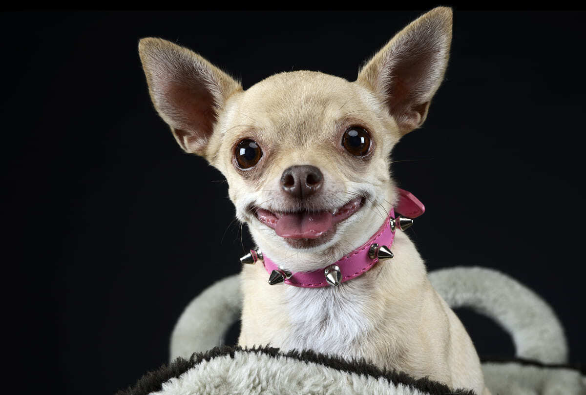 Chihuahua