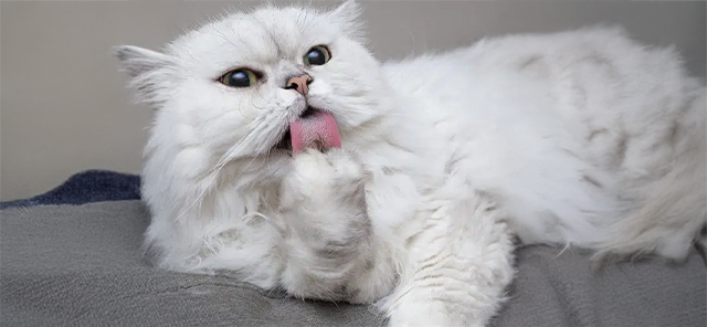Chinchilla-Kedisi-ve-Özellikleri1.jpg