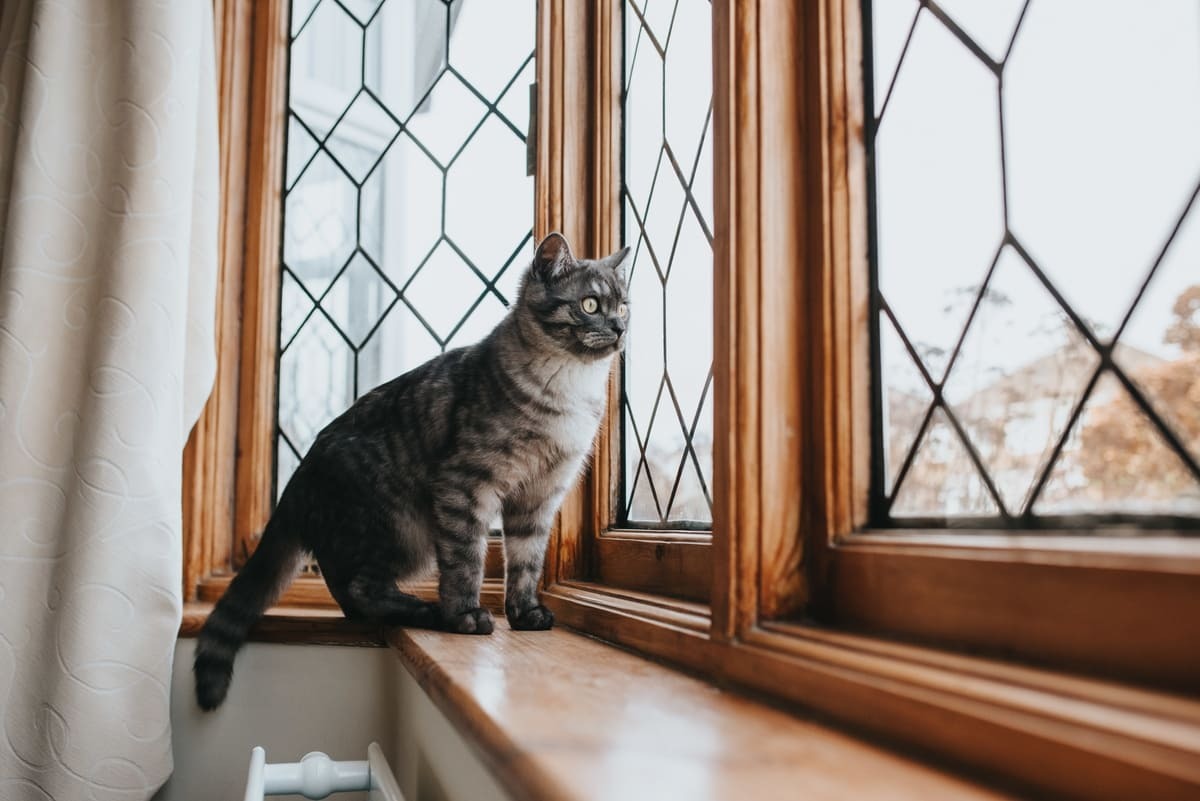dışarıyı izleyen kedi
