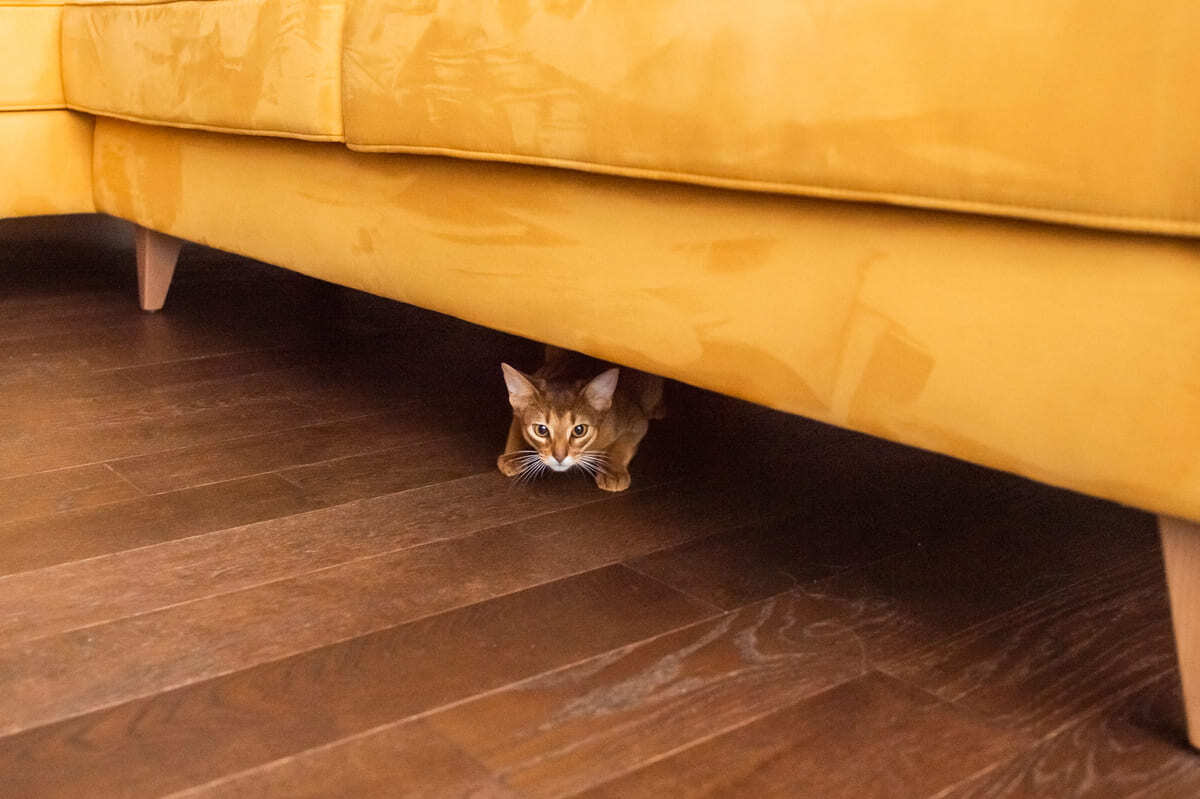 kanepe altında saklanan kedi