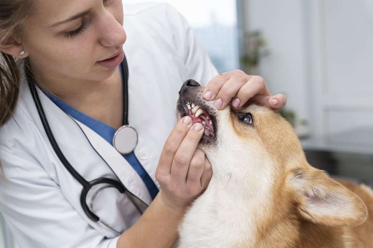 dişleri kontrol edilen köpek