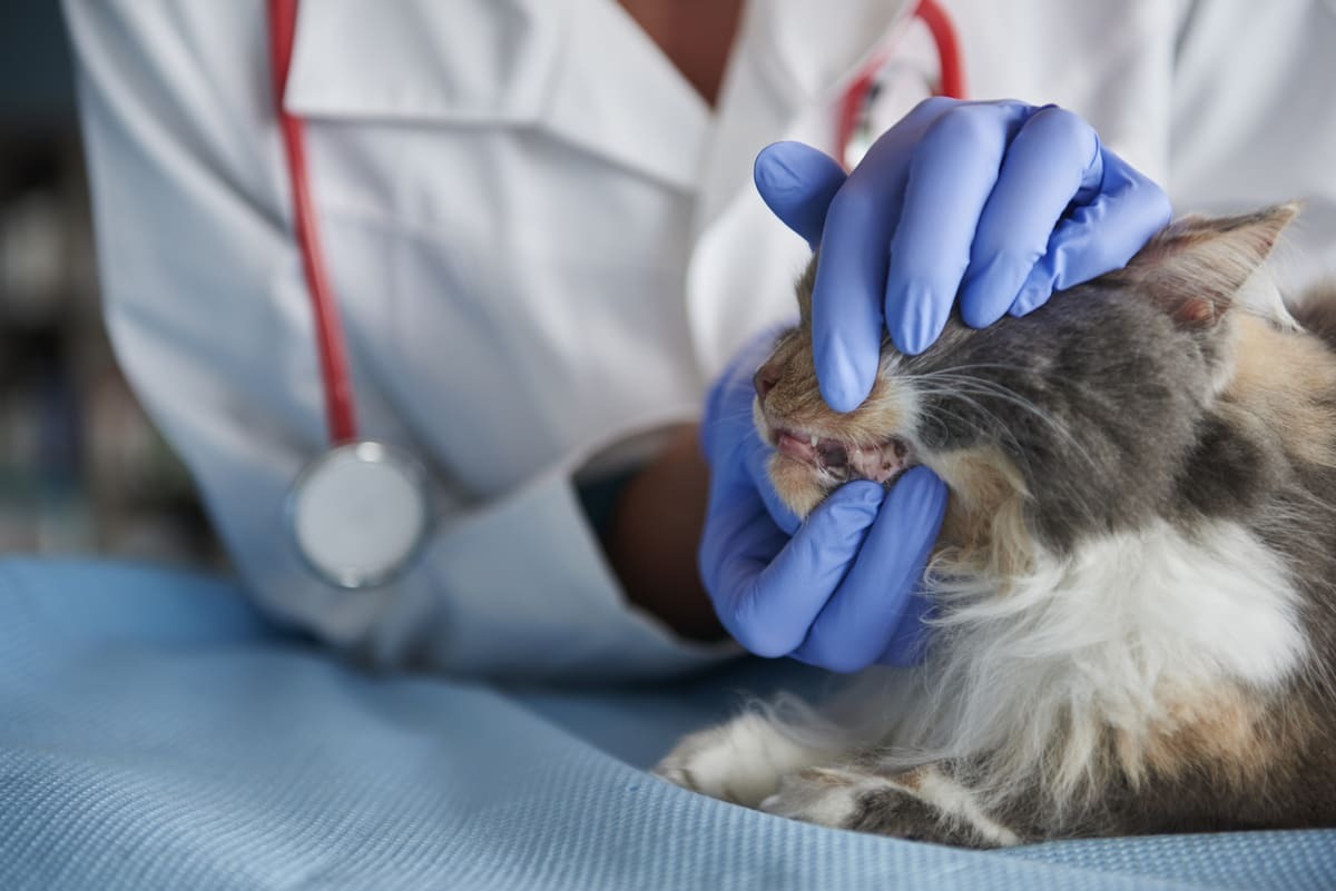 veteriner hekim tarafından kontrol edilen kedi