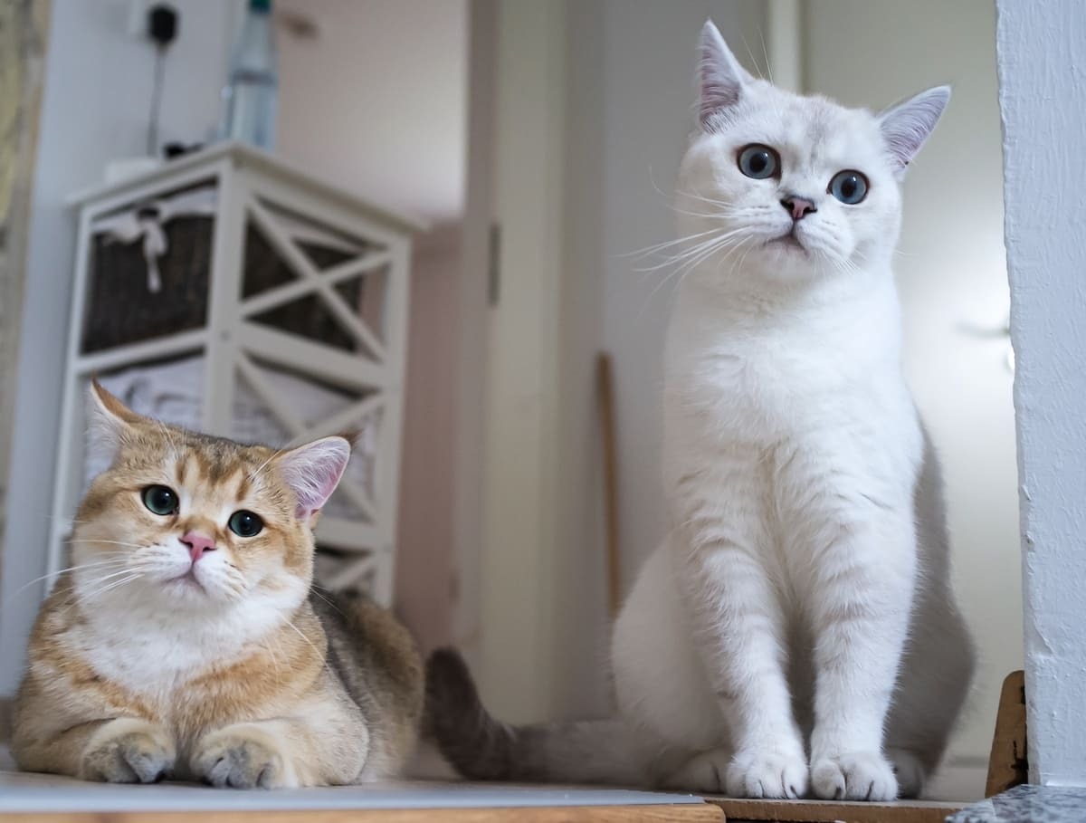 biri uzanmış biri oturur pozisyonda duran iki kedi