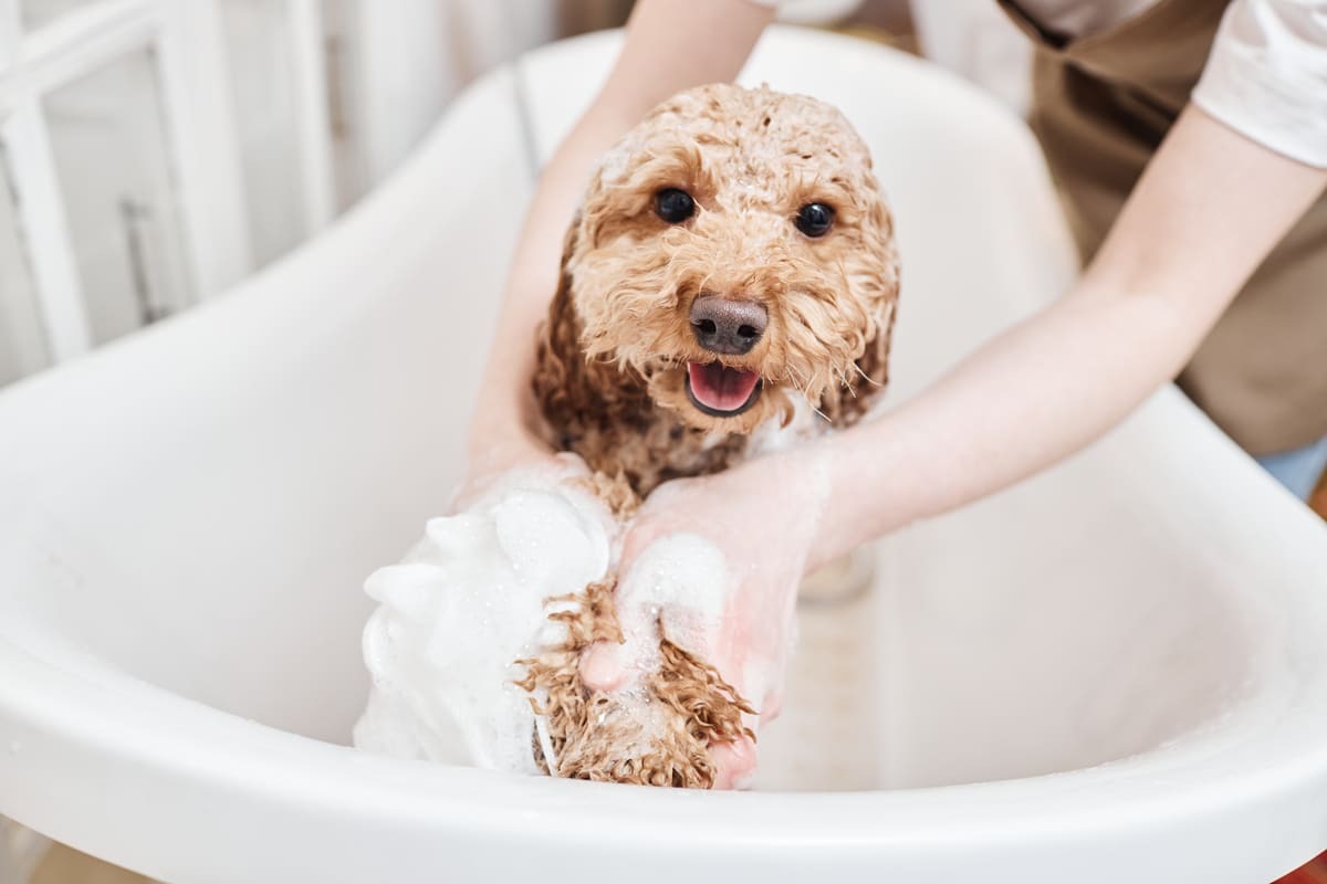 şampuanla yıkanan poodle