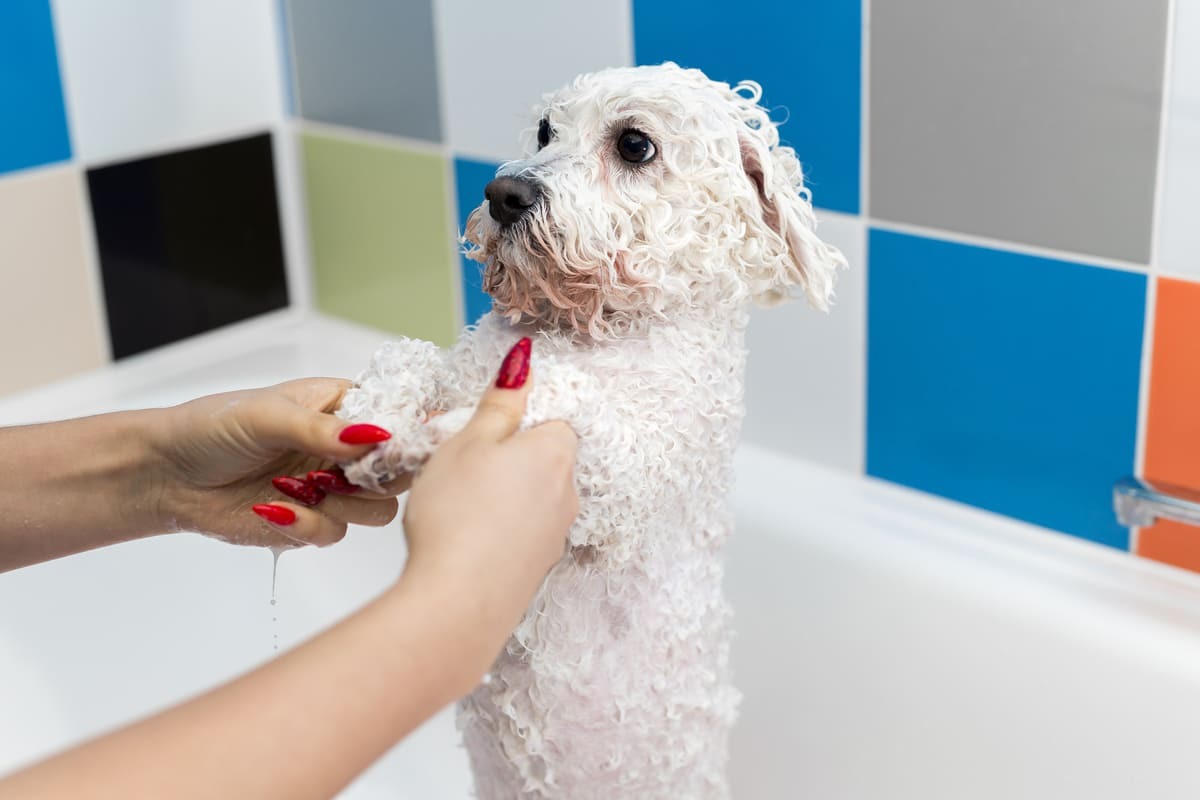 yıkanan beyaz tüylü küçük ırk köpek