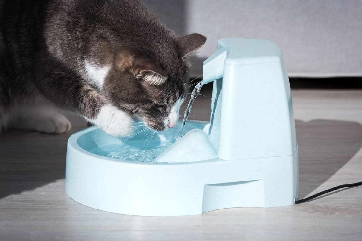 su pınarına yaklaşan kedi