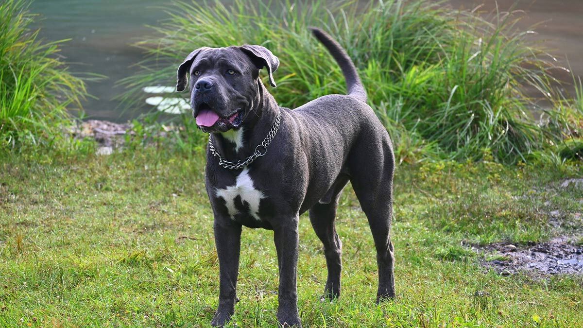 Dünyadaki-En-Güçlü-10-Köpek-Cinsi-Mastiff.jpg