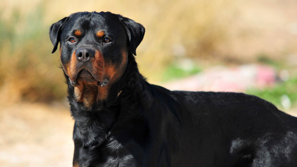 Dünyadaki-En-Güçlü-10-Köpek-Cinsi-Rottweiler.jpg
