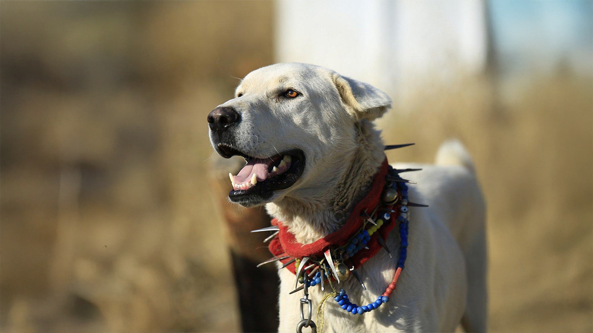 Dünyanın-En-Büyük-5-Köpek-Cinsi--Akbaş-.jpg