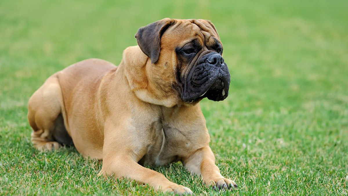 Dünyanın-En-Büyük-5-Köpek-Cinsi--Bullmastiff-.jpg