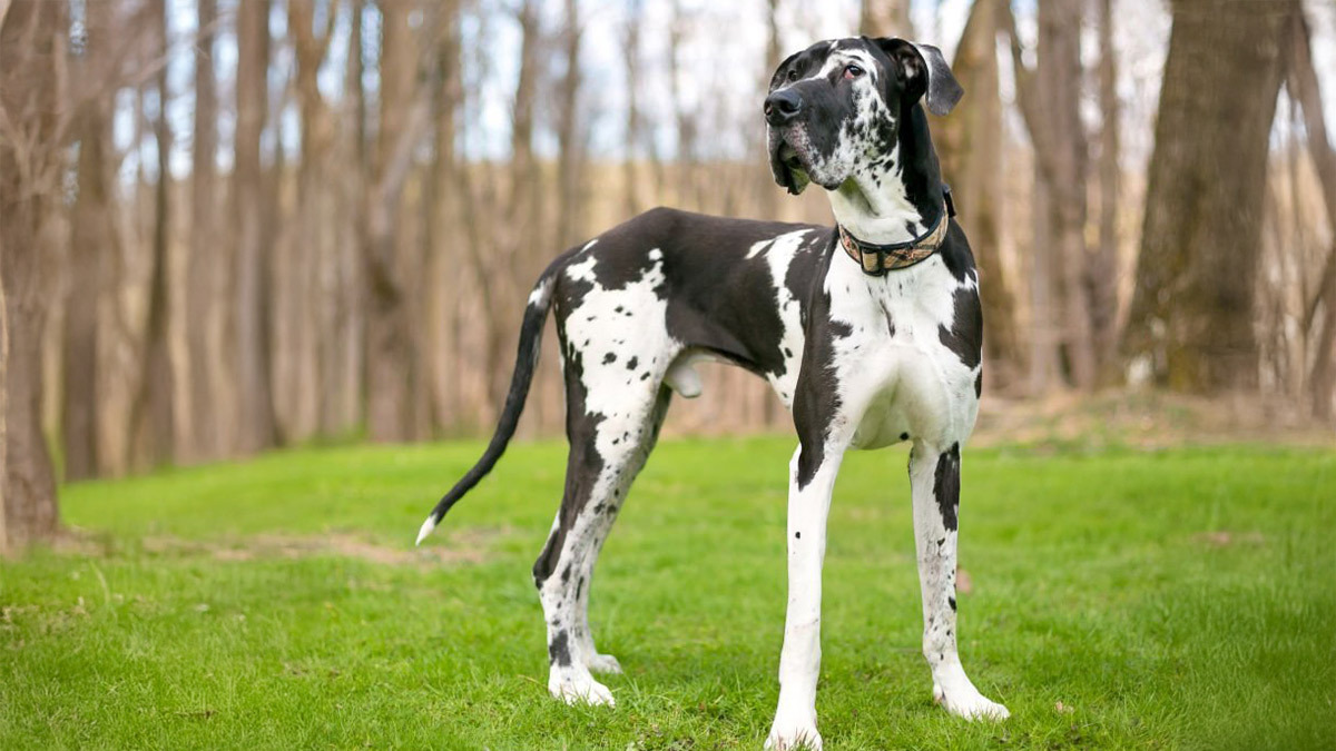Dünyanın-En-Büyük-5-Köpek-Cinsi--Danua--1.jpg