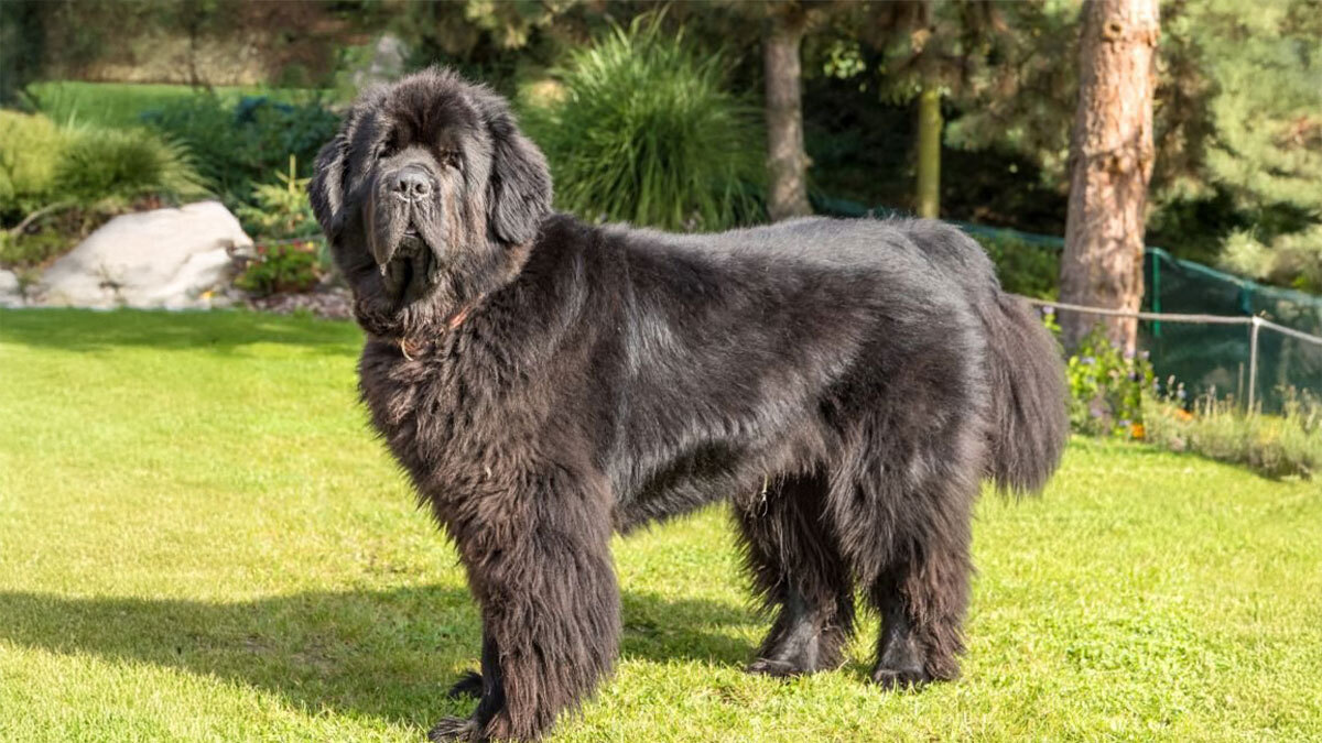 Dünyanın-En-Büyük-5-Köpek-Cinsi--Newfoundland--1781210034.jpg
