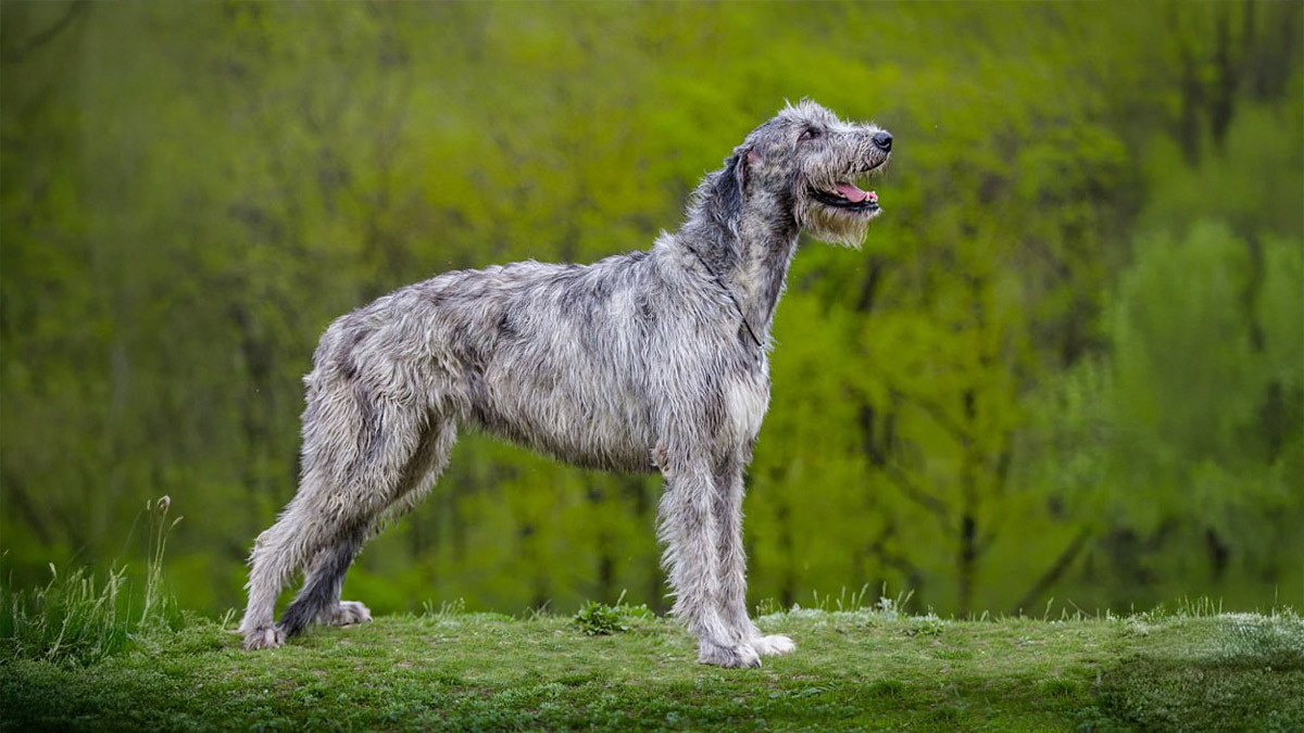 Dünyanın-En-Büyük-5-Köpek-Cinsi--İrlanda-Kurt-Köpeği-.jpg