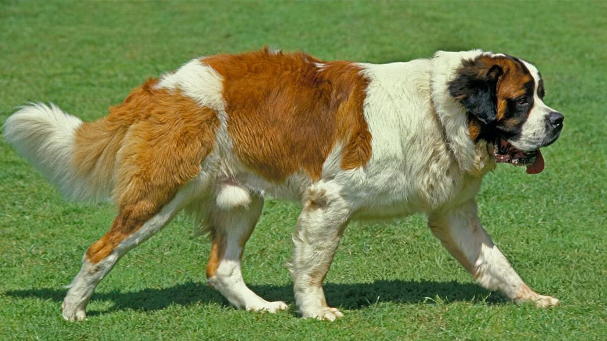 Dünyanın-En-Büyük-5-Köpek-Cinsi-Saint-Bernard.jpg