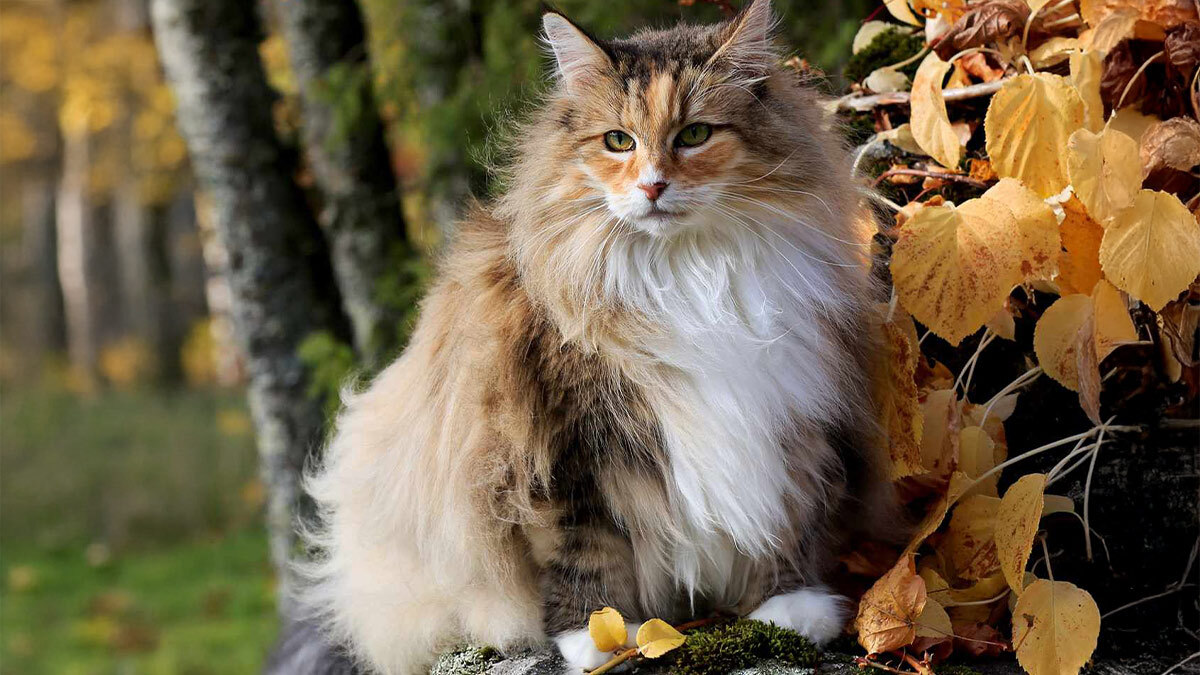 Dünyanın-En-Güzel-Kedi-Cinsleri--Norveç-Orman-Kedisi.jpg