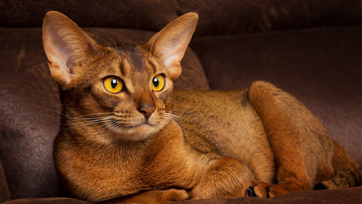 Dünyanın-En-Güzel-Kedi-Cinsleri--habeş-Abyssinian.jpg