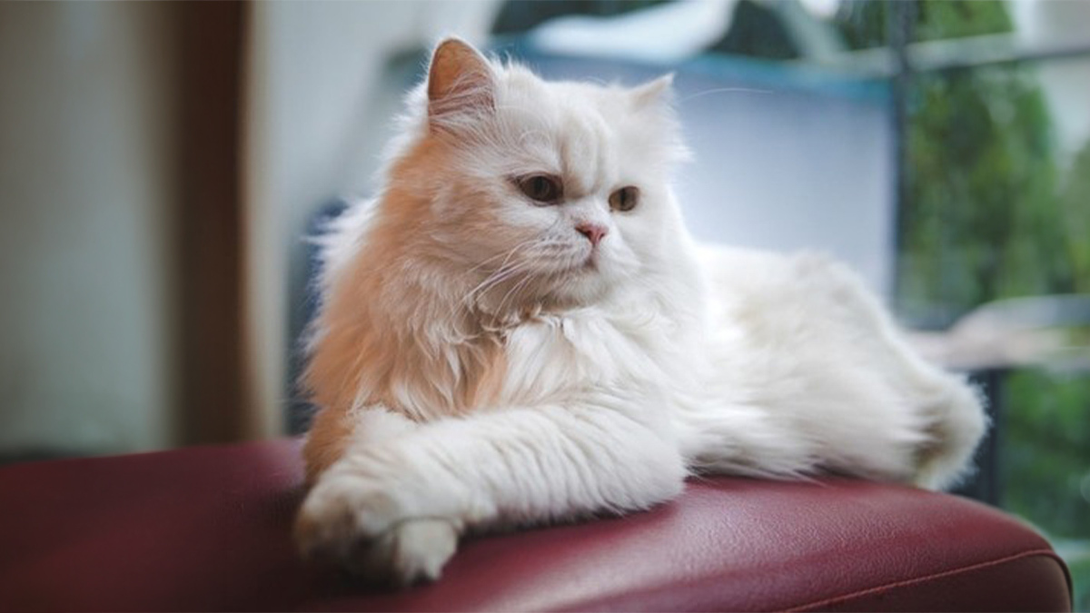 Dünyanın-En-Güzel-Kedi-Cinsleri--İran-Kedisi-1.jpg