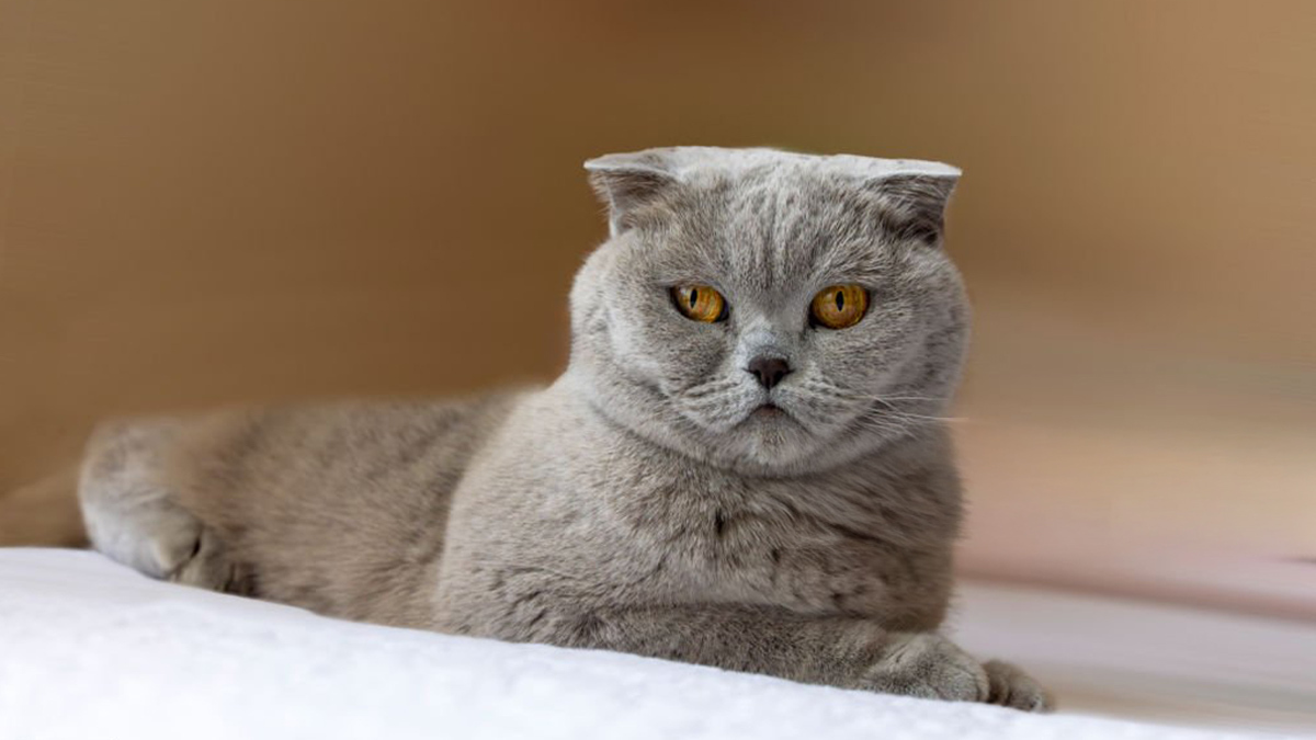 Dünyanın-En-Güzel-Kedi-Cinsleri--İskoç-Kıvrımı.jpg