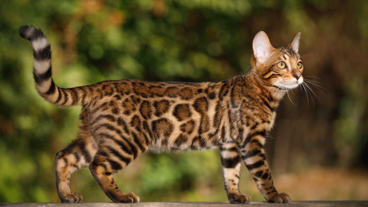 Dünyanın-En-Güzel-Kedi-Cinsleri-Bengal.jpg