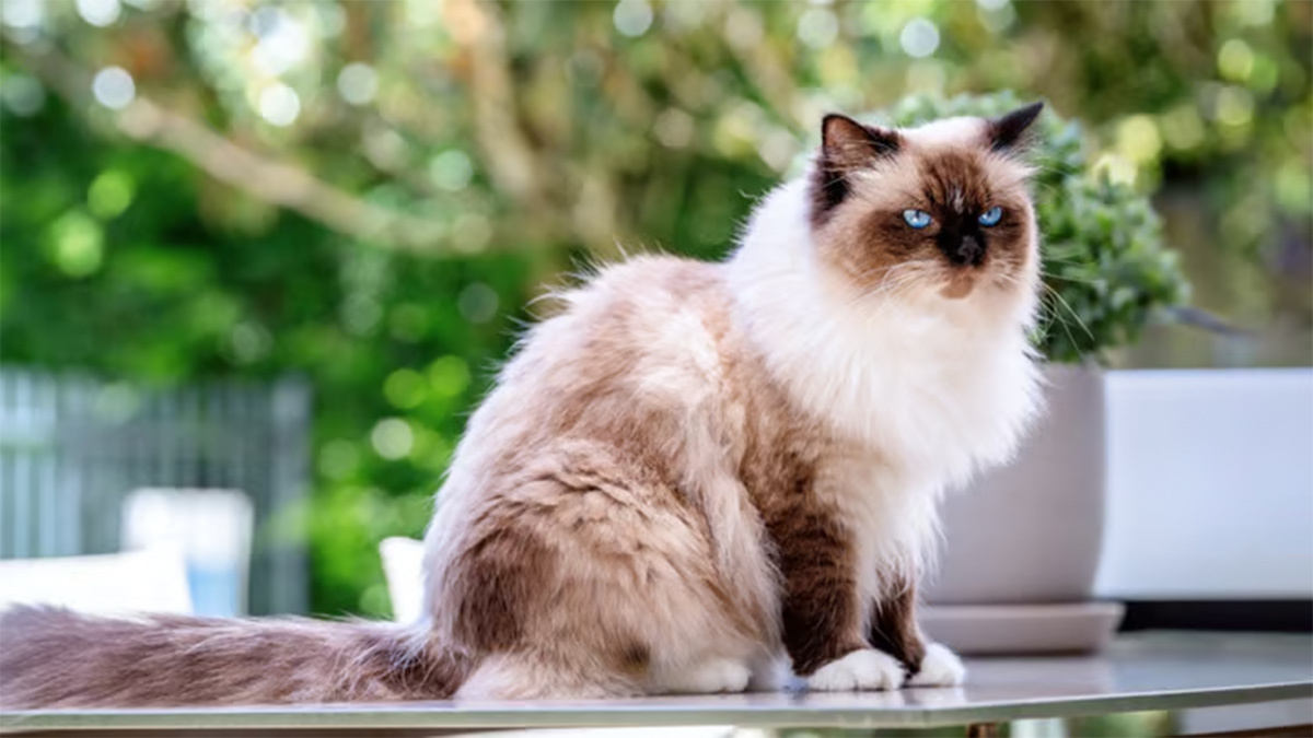 Dünyanın-En-Güzel-Kedi-Cinsleri-Birman.jpg